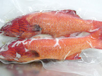 紅色石斑中，頭部有藍紫色條紋者。魚肉質細嫩刺少，含有豐富的營養。